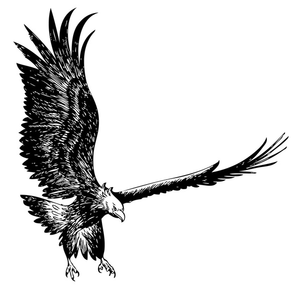 Kampfadlerhand gezeichnet - Vektor, Bild