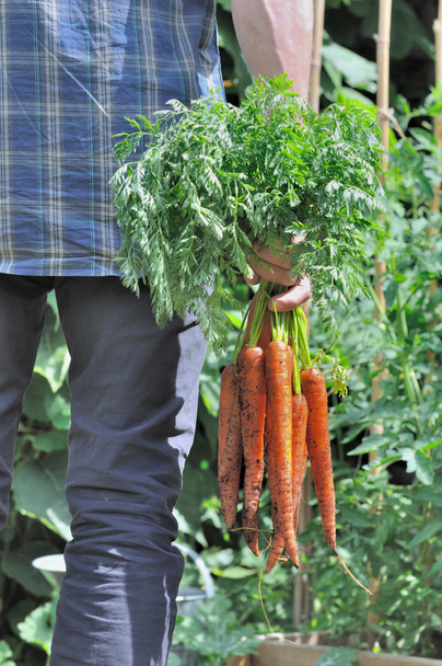 cueillette de carottes dans le jardin
 - Photo, image