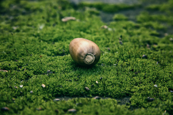 Acorn op Moss textuur - Foto, afbeelding