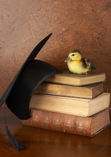 Easter duck on books - Foto, afbeelding