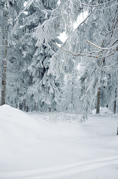 Взимку засніженому лісі
 - Фото, зображення