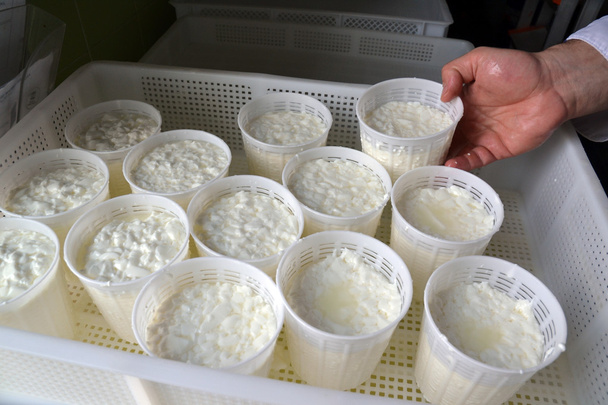 cheese manufacturing process - Foto, imagen