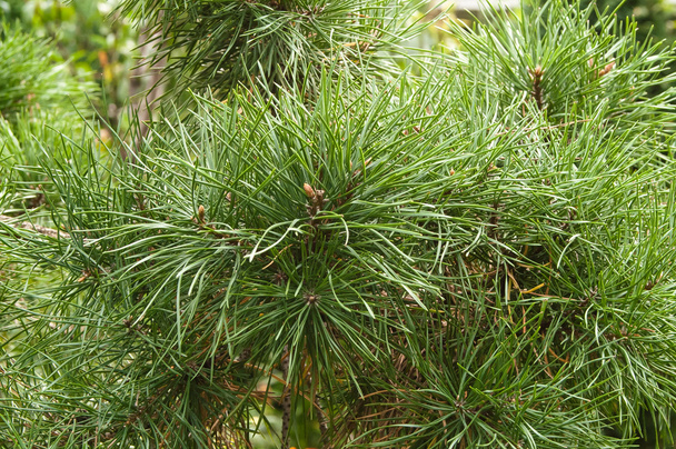 branche d'épinette verte  - Photo, image