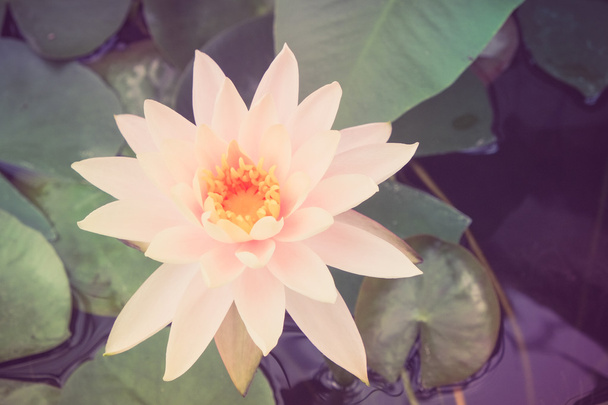  lotus flower with filter effect retro vintage style - Foto, immagini