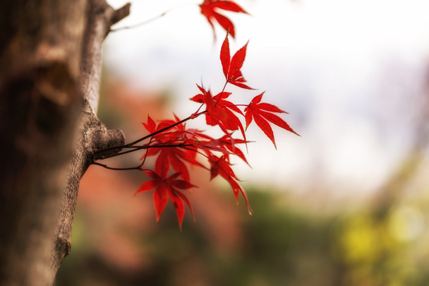Herfst herfst esdoorn bladeren - Foto, afbeelding