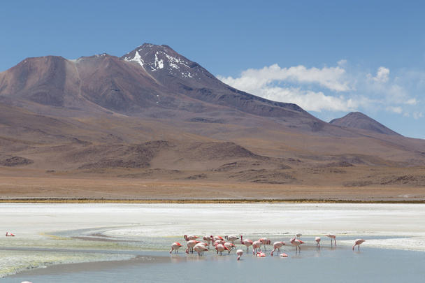 Flamingo's op Laguna Hedionda - Foto, afbeelding