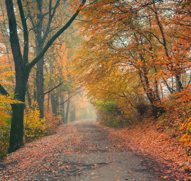Herbst im Stadtpark - Foto, Bild