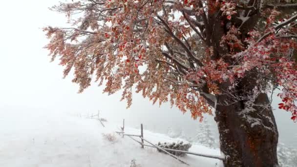 Caída de nieve en el bosque
 - Metraje, vídeo