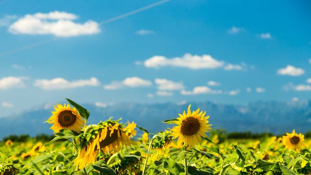 Sonnenblumenfeld in der italienischen Landschaft - Foto, Bild