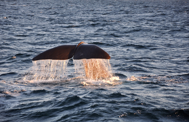  cola de ballena con gotas de agua
  - Foto, imagen