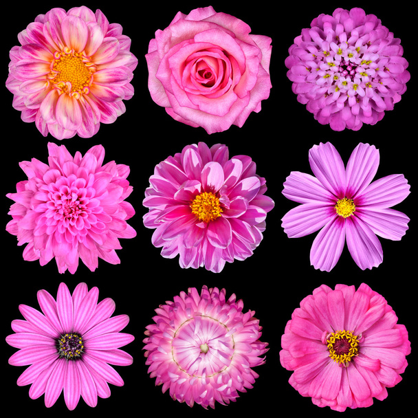 黒に分離されたピンクの白い花の選択 - 写真・画像