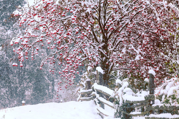 Červená Kalina růže, pod sněhem - Fotografie, Obrázek