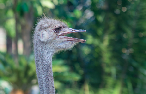 Ostrich (Struthio camelusin) - Valokuva, kuva