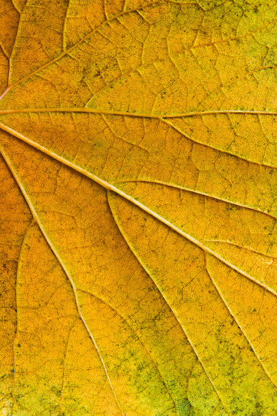Herbst Trauben Blatt als Hintergrund. - Foto, Bild