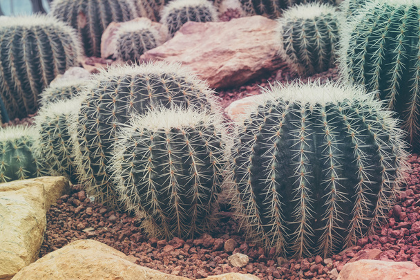 cactus with filter effect retro vintage style - Foto, immagini