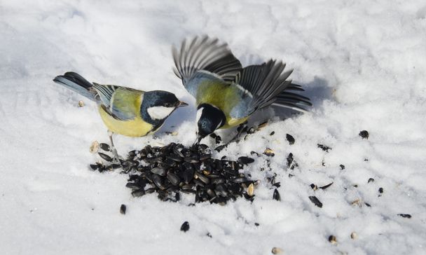 2 つの小さな鳥食べる種子 - 写真・画像