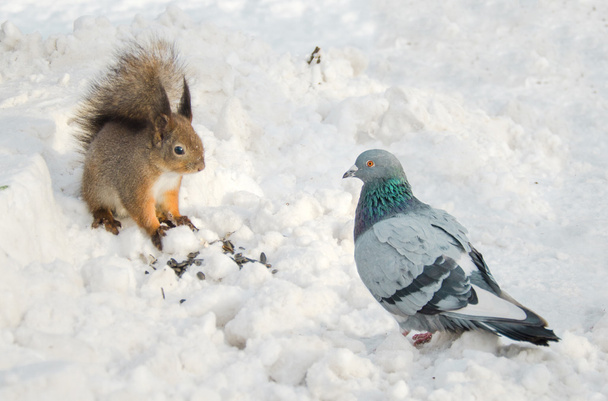 eekhoorn en dove - Foto, afbeelding