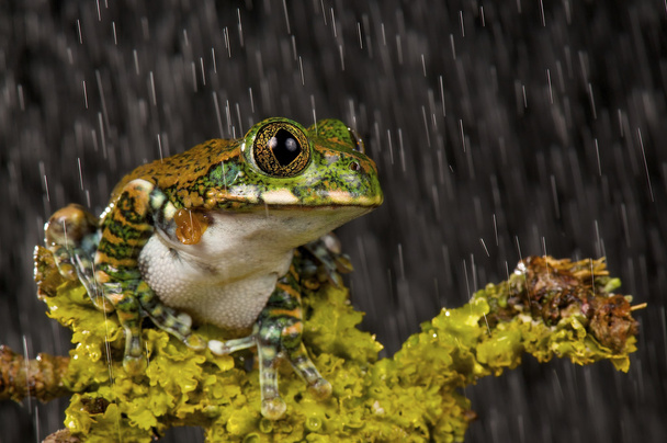 Tree Frog - Fotoğraf, Görsel