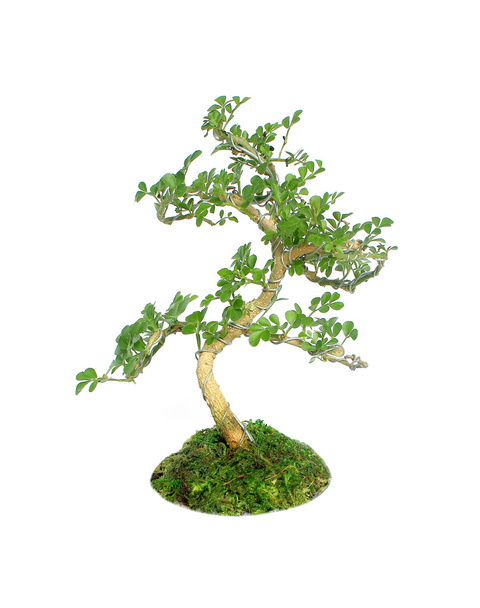 bonsai drzewo izolowane na białym tle - Zdjęcie, obraz