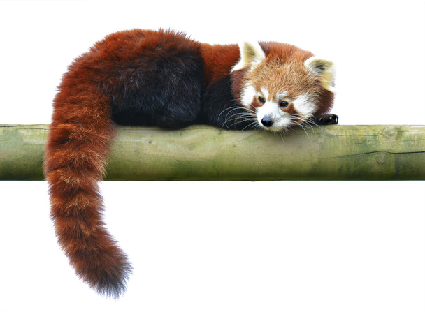 Panda rojo en un tronco
 - Foto, imagen