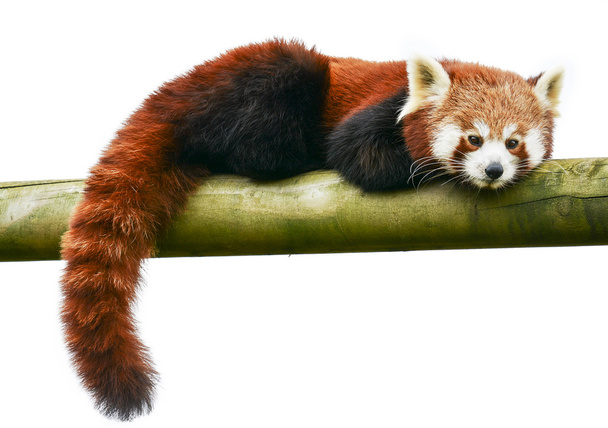 Panda rosso su un tronco
 - Foto, immagini