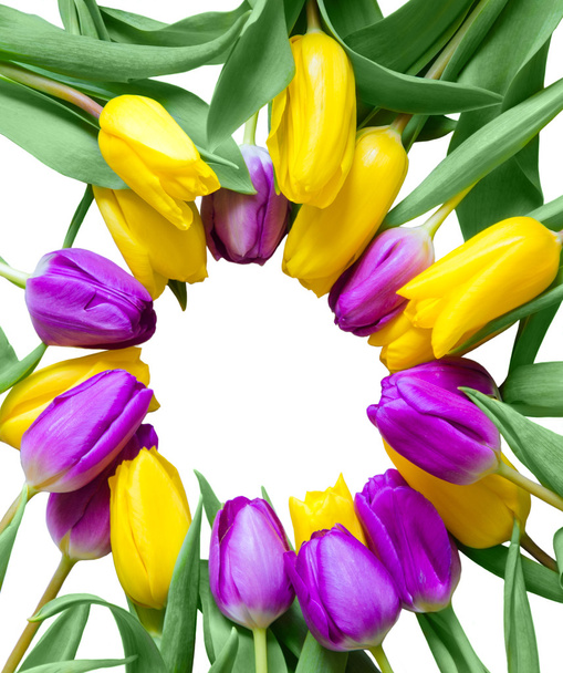 Sárga és lila tulipán - Fotó, kép