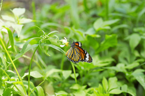 Monarca Farfalla su un fiore - Foto, immagini