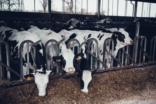 Dairy cows on a farm - Foto, Imagem
