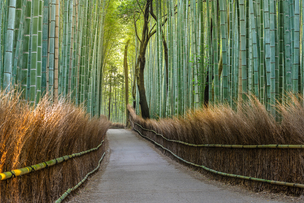 Bambumetsäpolku Japanissa
 - Valokuva, kuva