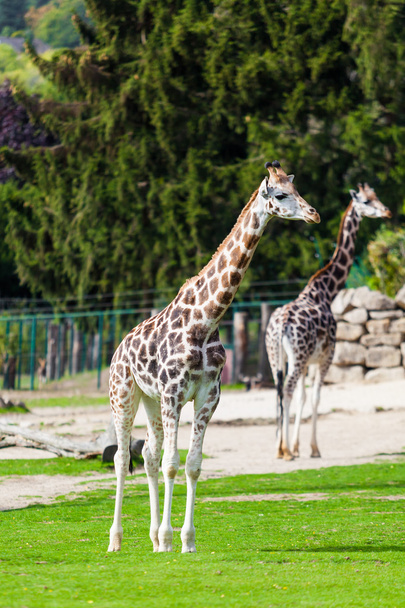 giraffes in the zoo - Fotoğraf, Görsel