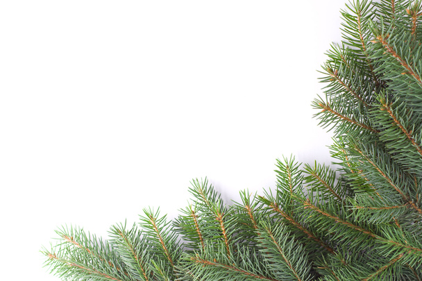 Vánoční zelená větvička - Fotografie, Obrázek
