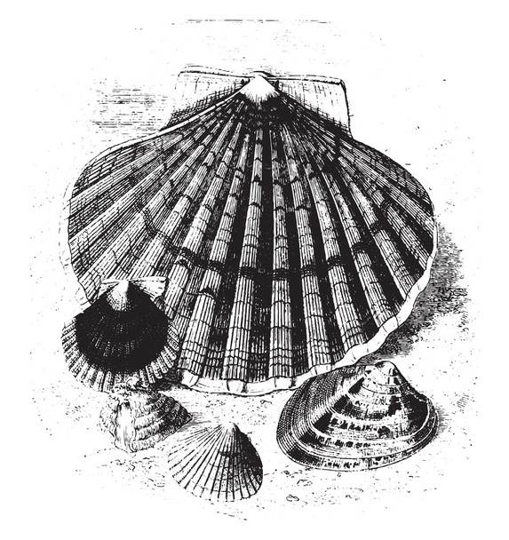 Food mollusk, two-thirds reduction, vintage engraving. - Vector, Image