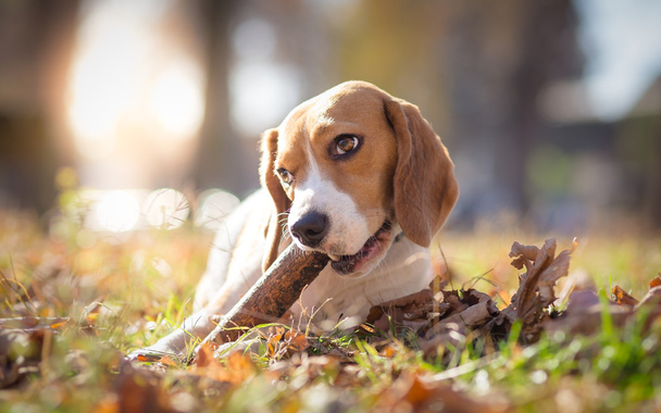 Beagle perro en el parque masticando un palo - retrato de otoño
 - Foto, imagen