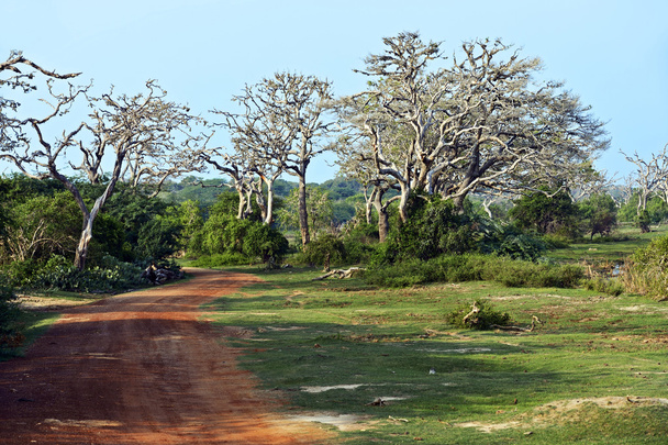 Jungle au Sri Lanka
 - Photo, image