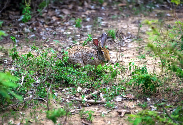 野生のノウサギ スリランカ - 写真・画像