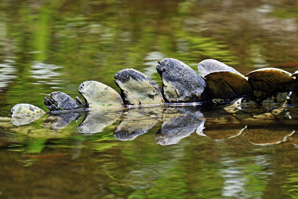 Крокодилы Масаи Мара
 - Фото, изображение