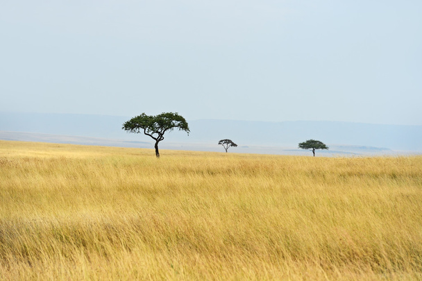 Tree in savannah - Photo, Image