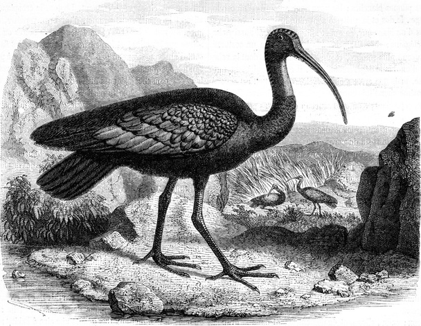 O gigante ibis, descoberto em 1876 nas margens do Mekong (Cambo
 - Foto, Imagem