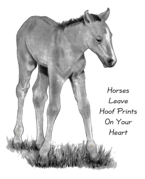 Lyijykynä piirustus Baby Horse, lainaus
 - Valokuva, kuva