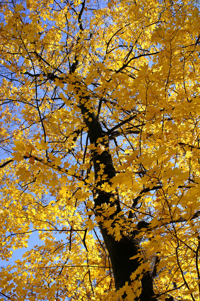 Golden autumn tree - Photo, image