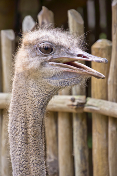 Afrika devekuşu - Fotoğraf, Görsel