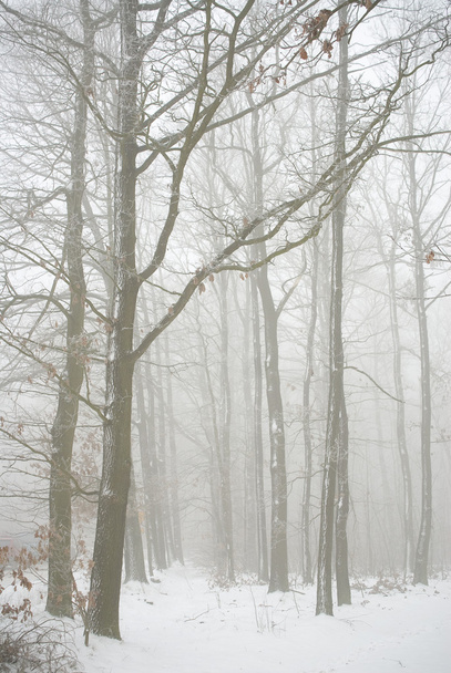 Kış ormanı sisli - Fotoğraf, Görsel