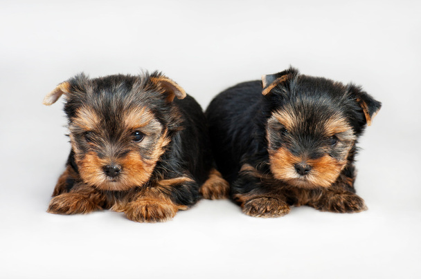 Yorkshire terrier puppies - Photo, Image