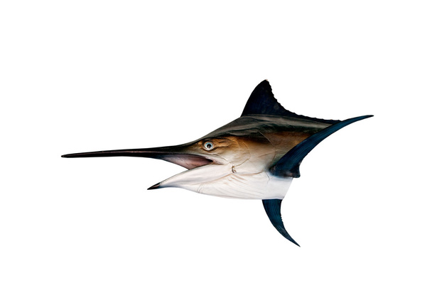 Żaglica marlin - miecznik, morskie ryby izolat (Istiophorus) - Zdjęcie, obraz