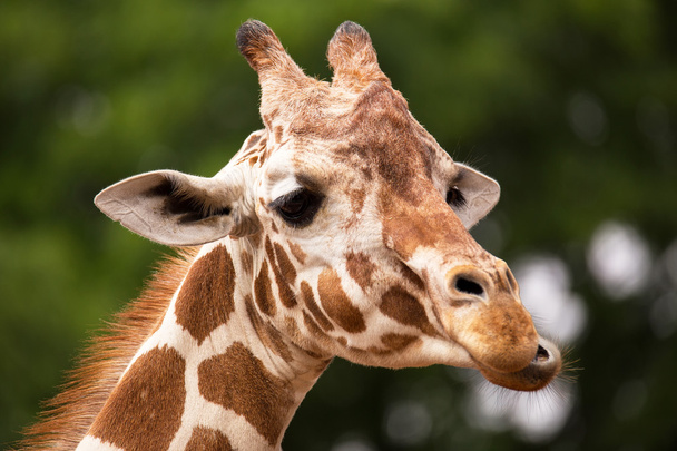 Portrait of Giraffe - Φωτογραφία, εικόνα