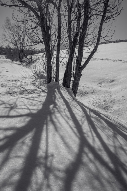 Sombra proyectada por árboles
 - Foto, Imagen