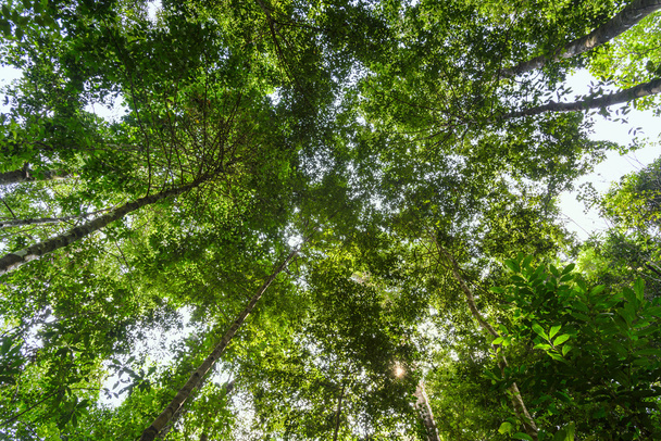 Низький кут зору лісу в небо
 - Фото, зображення