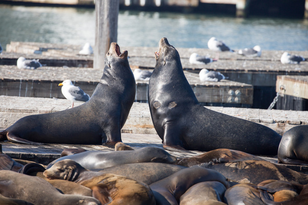 California Sea Lions, muži (Otariinae), Pier 39, San Francisco - Fotografie, Obrázek