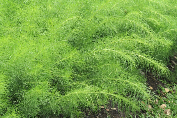 Verse groene bush van Shatavari (Shatavari Willd.) - Foto, afbeelding