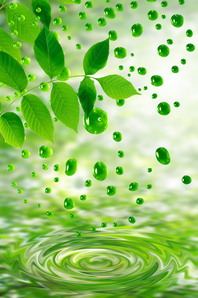 folhas verdes e gotas de água
 - Foto, Imagem